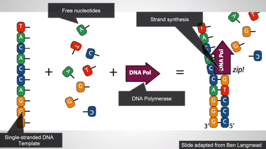 DNA copying